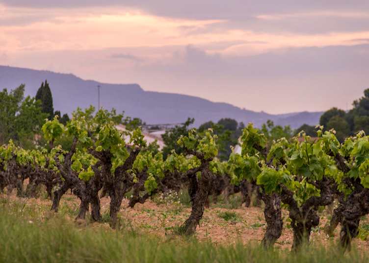 Vineyard, Penedès