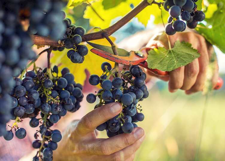 Grapes on the vine, Douro Valley