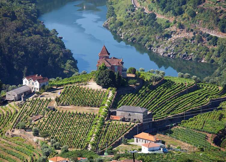 Vineyards, Douro Valley