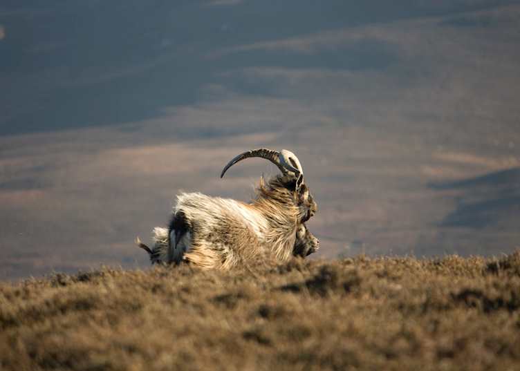 Wild goat, Islay