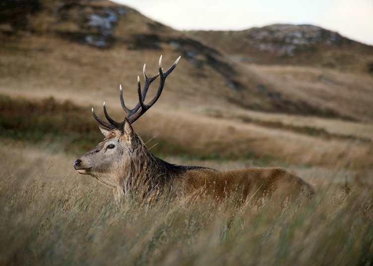 Red deer on Jura