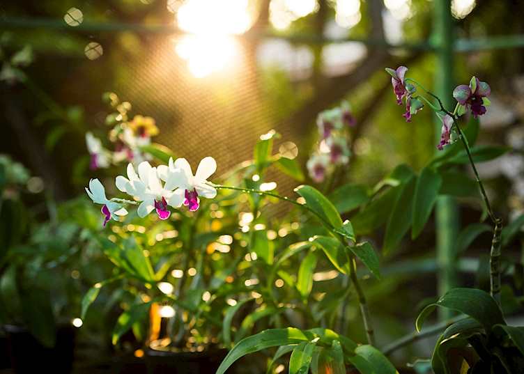 Orchid garden, Anantara Veli Maldives Resort, Maldive Island
