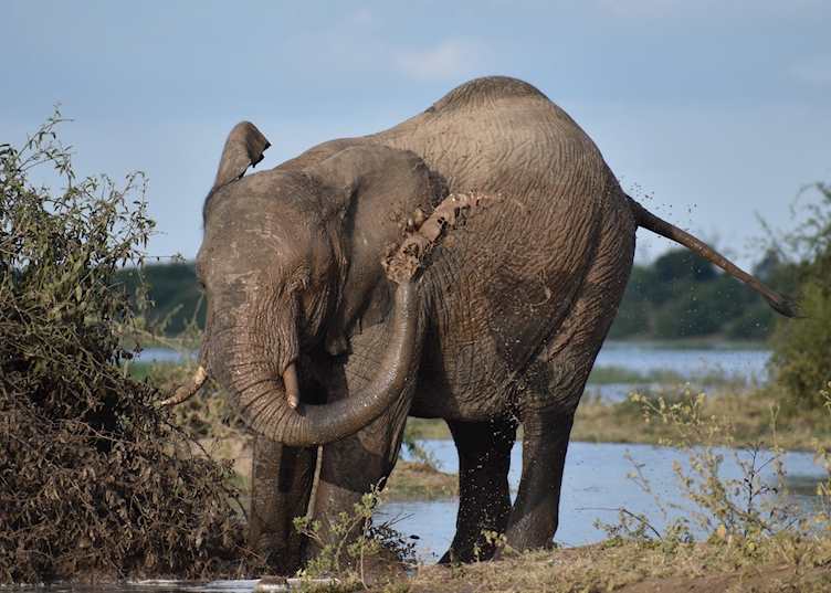 Elephant in Chobe National Park