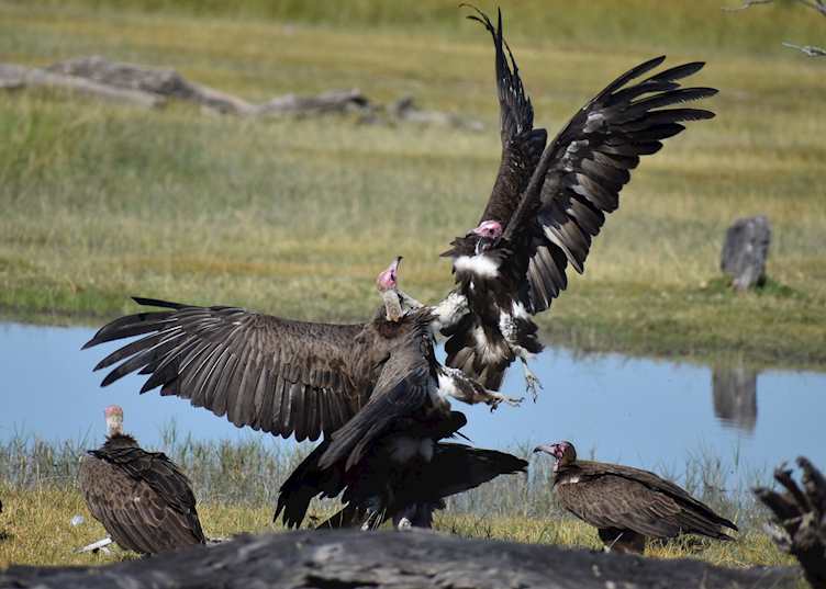 Vultures battling for scraps in the Moremi Game Reserve
