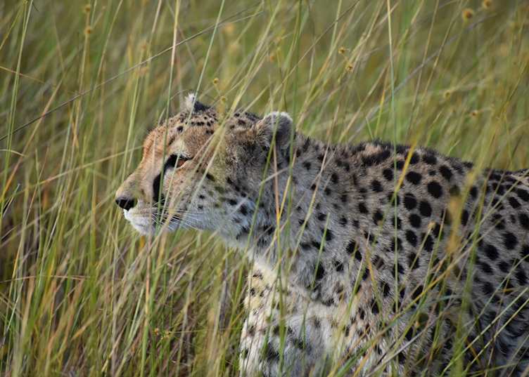 Cheetah prowling in the elephant grass