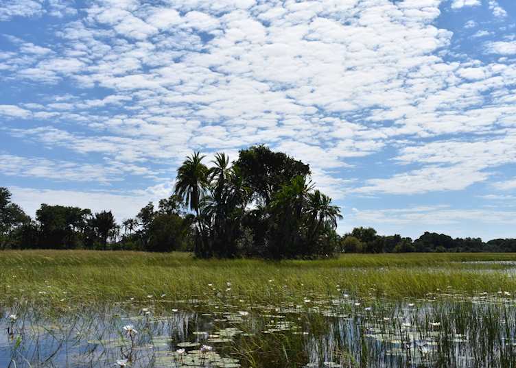 Views in the Okavango Panhandle