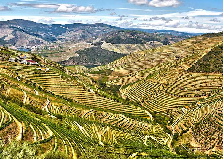 Vineyards, Douro Valley