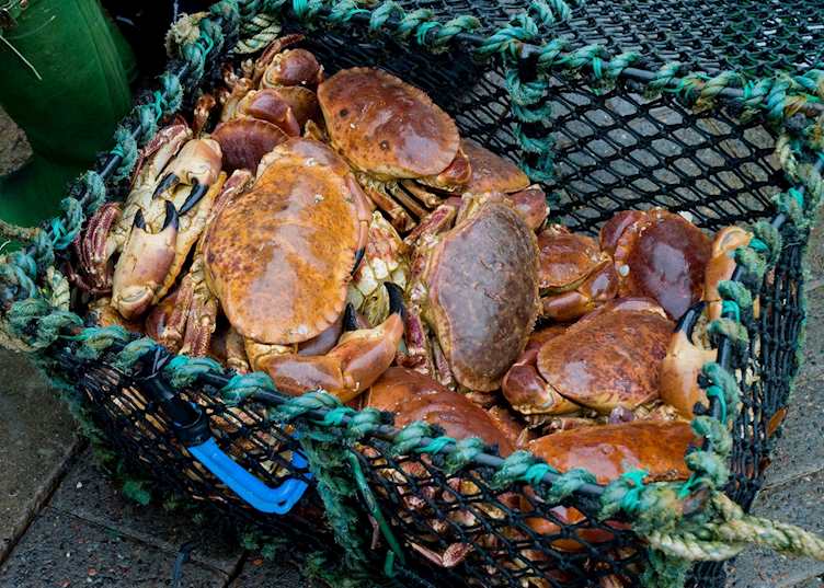 Fresh crab in Oban
