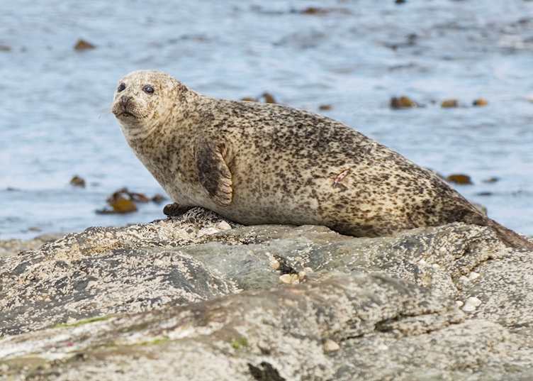 Common seal