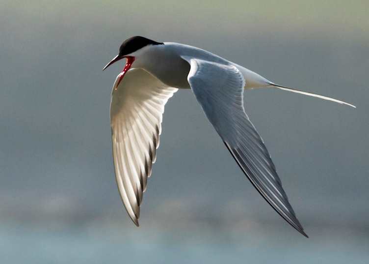 Arctic tern