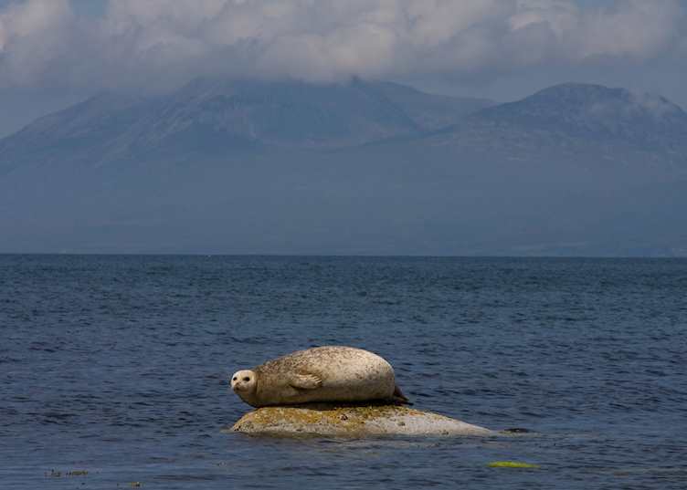Common seal