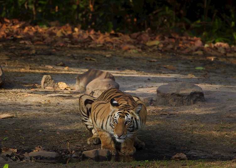 Bandhavgarh National Park