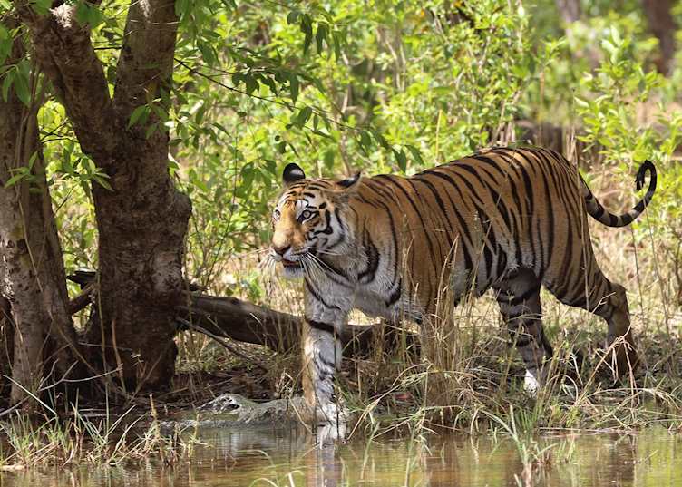 Bandhavgarh National Park