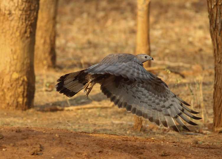 A honey buzzard takes flight in Pench National Park