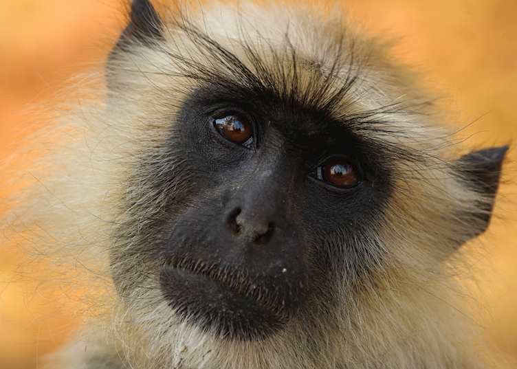 Langur monkey, Pench National Park 