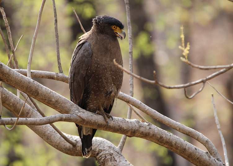 A serpent eagle in Pench