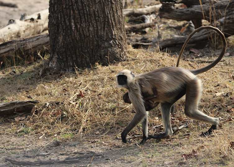 Langur monkey with baby