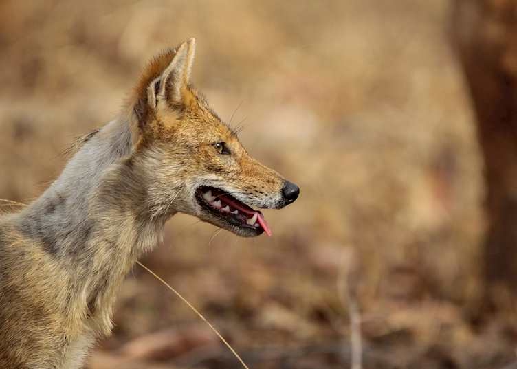 A jackal in Pench National Park