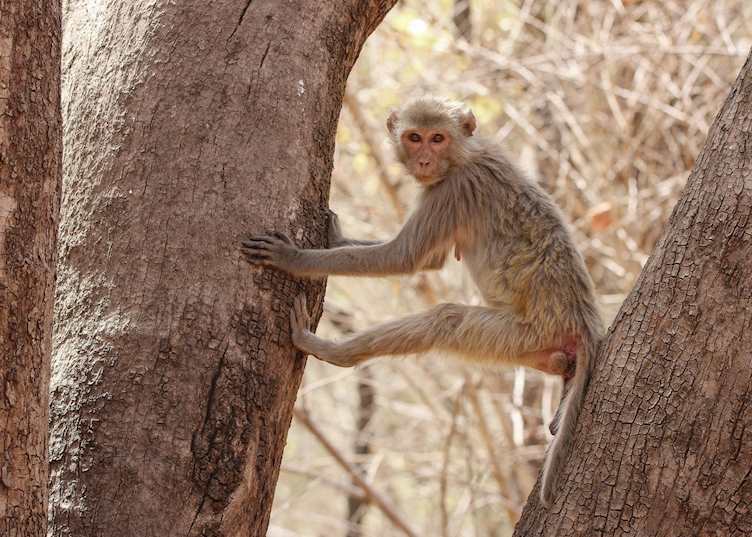 A macaque in Pench National Park