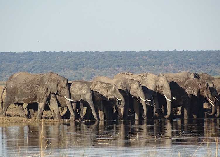 Elephant on the shores of the Chobe River