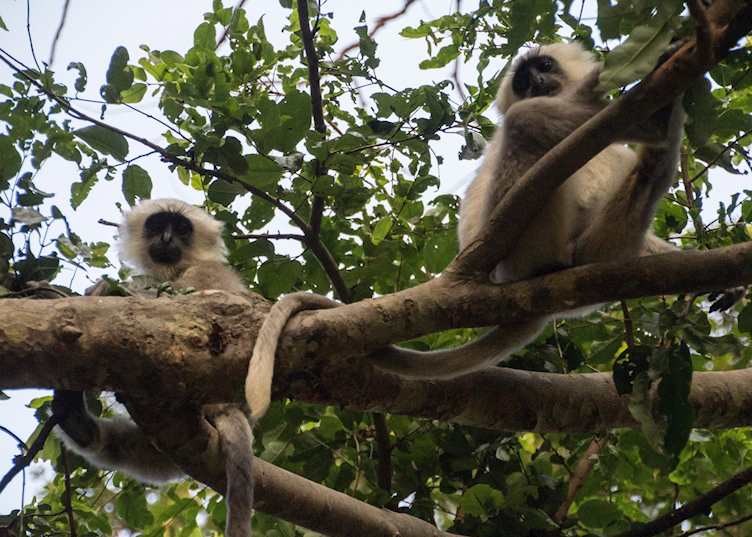 Corbett National Park 
