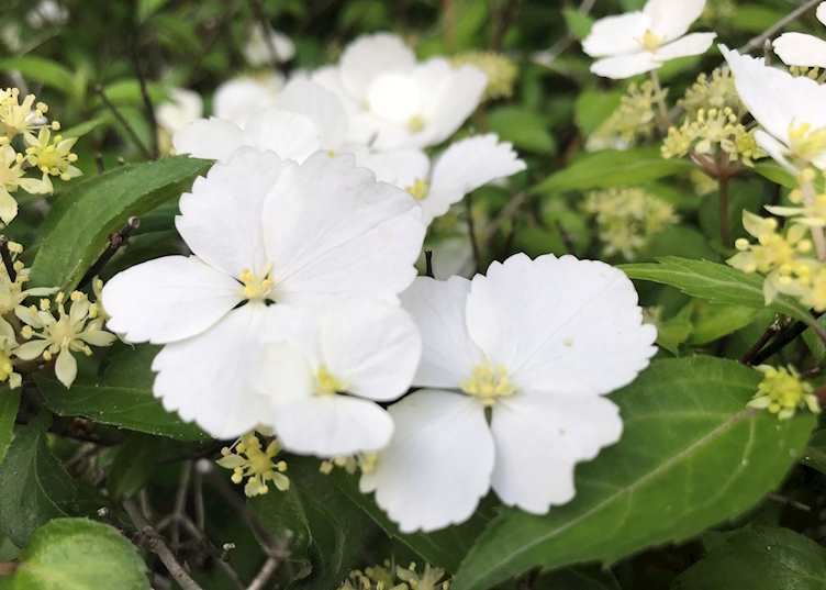 Kirishima National Park flora