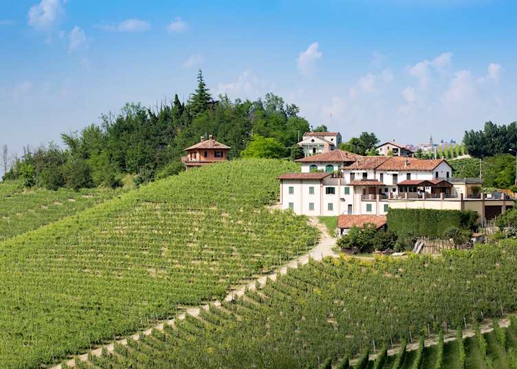 Vineyards, Barolo