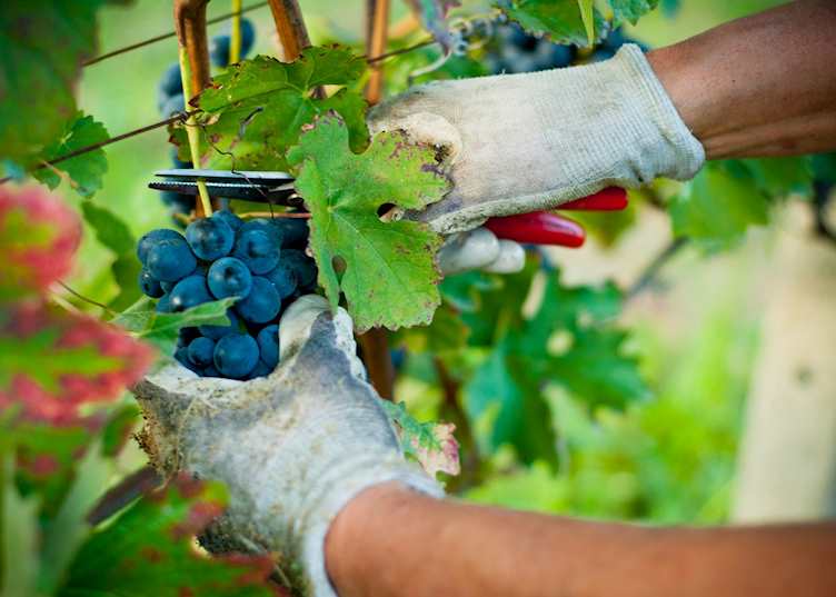 Vineyards, Piedmont
