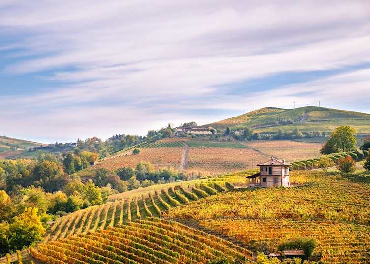 Vineyards, Barbaresco
