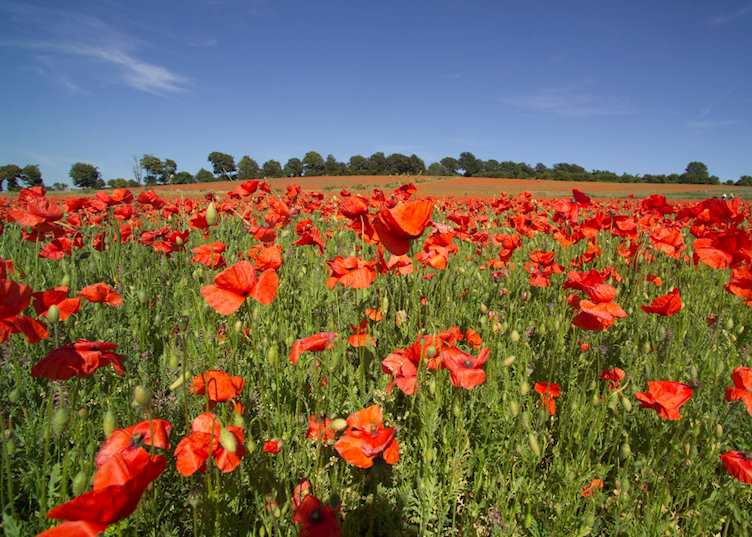 Canterbury poppy fields