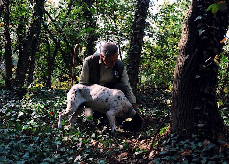 Truffle hunter, Langhe