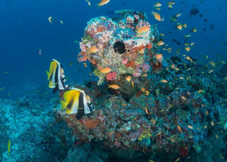 Diving, Milaidhoo Island Maldives, Maldive Island