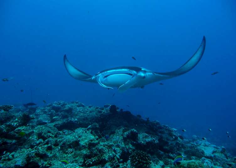 Manta ray, Milaidhoo Island Maldives, Maldive Island