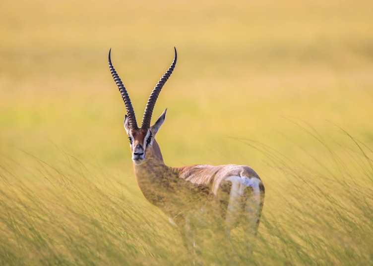 Lone male Grant's gazelle in southern Kenya