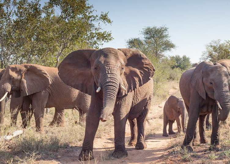 Elephants in Greater Makalali Game Reserve