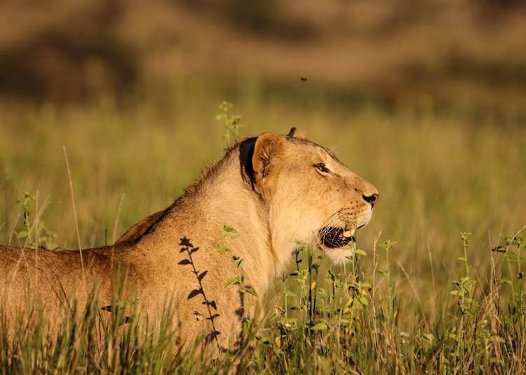 Lioness on evening hunt