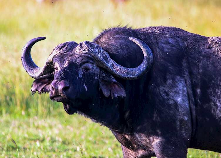 Male buffalo, Amboseli National Park 