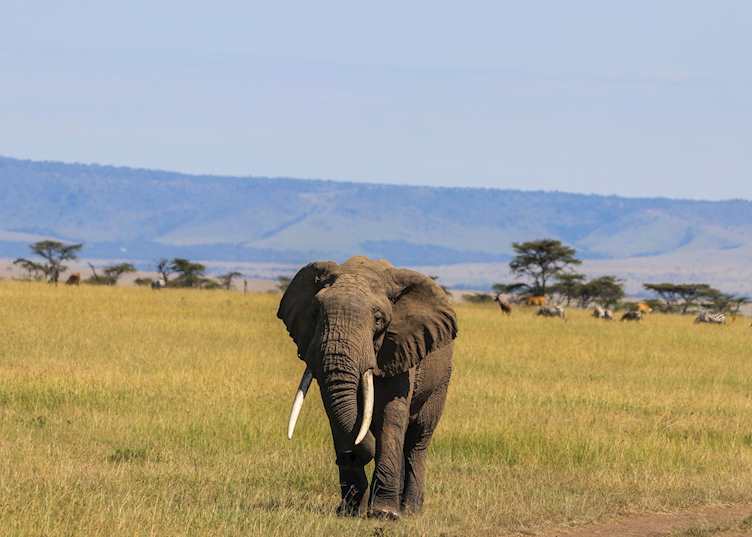 Lone bull elephant, Amboseli National Park