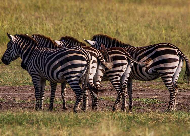 Plains zebra