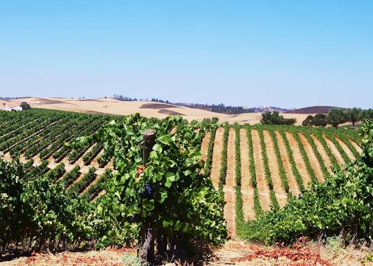 Vineyards, Alentejo
