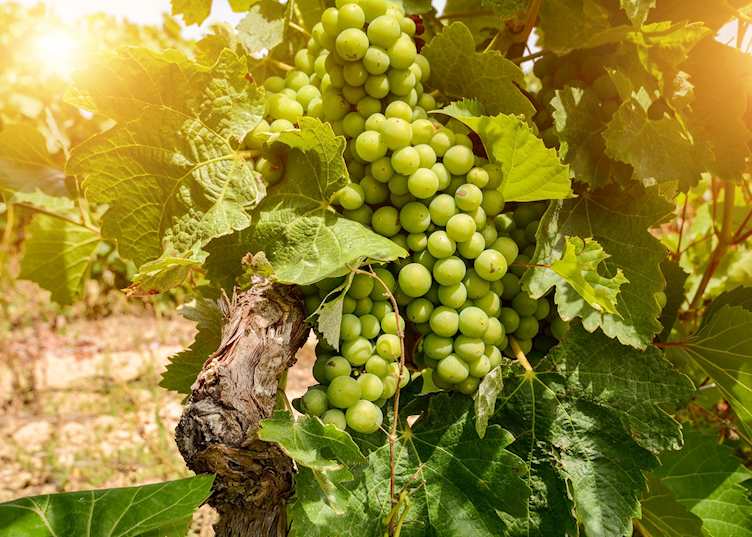 Grape vine, Alentejo