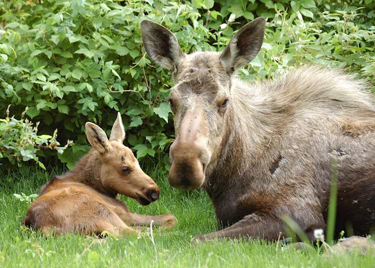 A cow moose and her calf, near Denali National Park