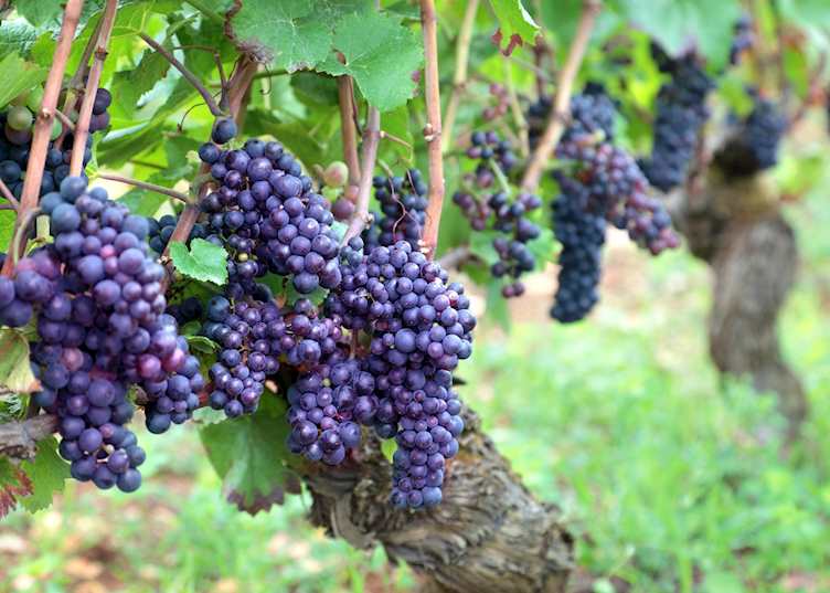 Grapes on the vine, France