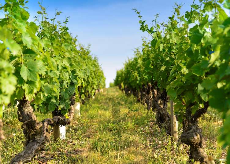 Vines, France