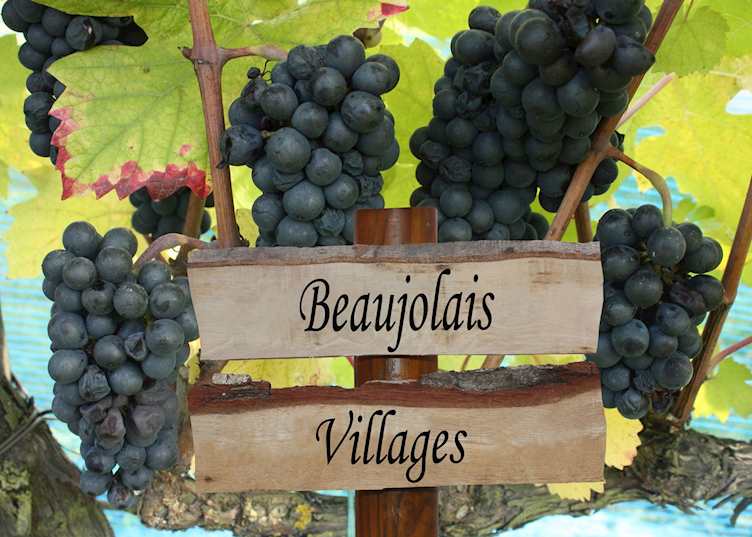 Beaujolais grapes, France