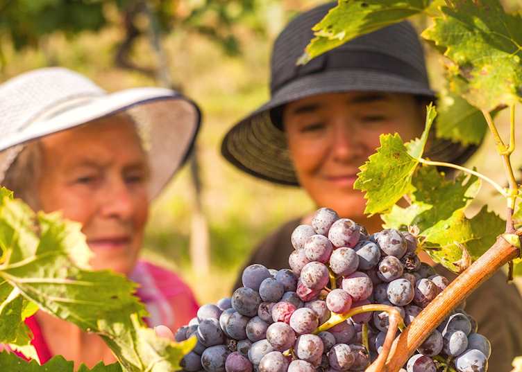 Women picking grapes, France