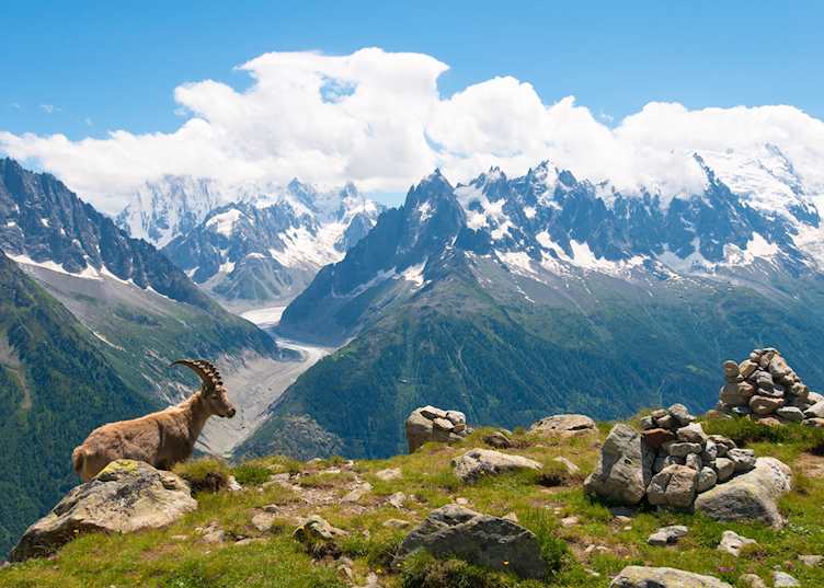 Mountain goat relaxing, Chamonix