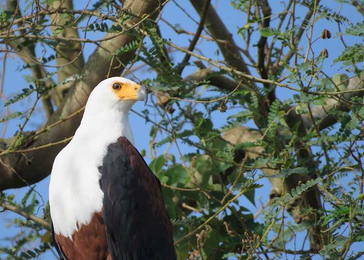 Fish eagle in Lake Mburo National Park