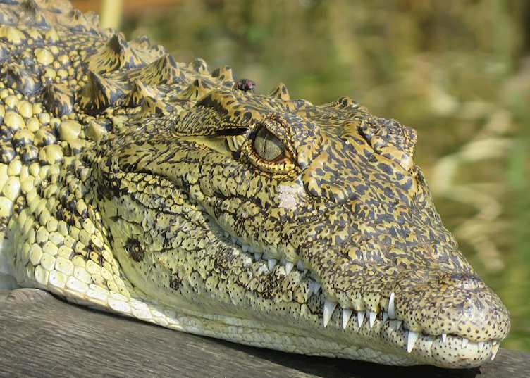 Crocodile in Lake Mburo National Park