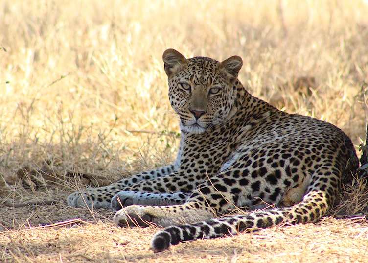 A leopard cools off in the shade
